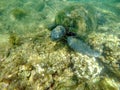 Galapagos green sea turtle Royalty Free Stock Photo