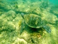 Galapagos green sea turtle Royalty Free Stock Photo