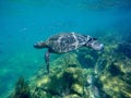 Galapagos green sea turtle swimming Royalty Free Stock Photo