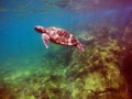 Galapagos green sea turtle swimming Royalty Free Stock Photo