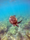 Galapagos green sea turtle swimming Royalty Free Stock Photo