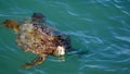 Galapagos green sea turtle in the harbor