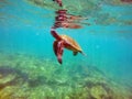 Galapagos green sea turtle swimming near the surface Royalty Free Stock Photo