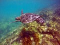Galapagos green sea turtle swimming Royalty Free Stock Photo