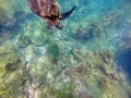 Galapagos green sea turtle swimming Royalty Free Stock Photo