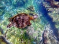 Galapagos green sea turtle swimming Royalty Free Stock Photo