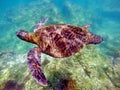 Galapagos green sea turtle swimming Royalty Free Stock Photo