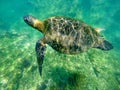 Galapagos green sea turtle swimming Royalty Free Stock Photo