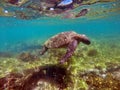Galapagos green sea turtle swimming Royalty Free Stock Photo