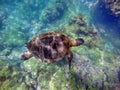 Galapagos green sea turtle swimming Royalty Free Stock Photo