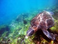 Galapagos green sea turtle swimming Royalty Free Stock Photo