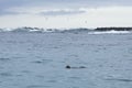 Galapagos green turtle coming up for air while swimming around islets off Puerto Villamil