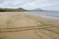 Galapagos green turtle tracks leading to the ocean on Espumilla Beach, Santiago Island, Galapagos Islands