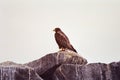 Galapagos Hawk Royalty Free Stock Photo