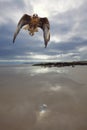 Galapagos Hawk Royalty Free Stock Photo