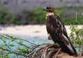 Galapagos Hawk Royalty Free Stock Photo