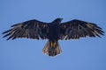 Galapagos Hawk Royalty Free Stock Photo