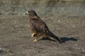 Galapagos Hawk Royalty Free Stock Photo