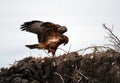 Galapagos Hawk Royalty Free Stock Photo