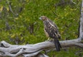 Galapagos Hawk Buteo galapagoensis, Espumilla Beach, Santiago Island, Galapagos Islands