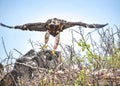 A Galapagos hawk Buteo galapagoensis, on Isla EspaÃÂ±ola in the Galapagos Islands