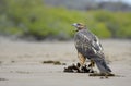 Galapagos Hawk Buteo galapagoensis on the sand at Espumilla Beach, Santiago Island, Galapagos Islands