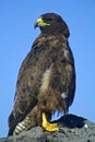 Galapagos hawk, Galapagos