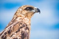 Galapagos Hawk Royalty Free Stock Photo