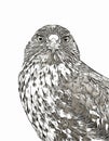 Galapagos hawk portrait digital sketch