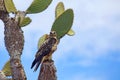 Galapagos Hawk on Santa Fe Royalty Free Stock Photo