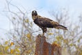 Galapagos Hawk on Santa Fe Royalty Free Stock Photo