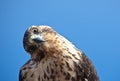 Galapagos Hawk with tilted head
