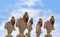 Galapagos Hawks on Santa Fe Royalty Free Stock Photo