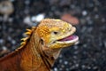 Galapagos Iguana Royalty Free Stock Photo