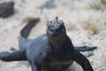 Galapagos Iguana Royalty Free Stock Photo