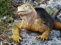 Galapagos Iguana Royalty Free Stock Photo