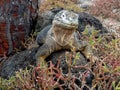 Galapagos Iguana Royalty Free Stock Photo