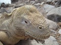 Galapagos iguana Royalty Free Stock Photo