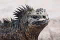 Galapagos Iguana Royalty Free Stock Photo