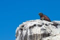 Galapagos Iguana on Perch Royalty Free Stock Photo