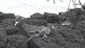 Galapagos iguana on rocks and cliffs of coast on Santa Cruz Island.