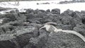 Galapagos iguana on rocks and cliffs of coast on Santa Cruz Island.