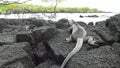 Galapagos iguana on rocks and cliffs of coast on Santa Cruz Island.