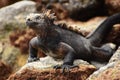 Galapagos Iguana