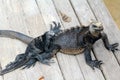 Galapagos iguanas Royalty Free Stock Photo