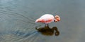 Pink flamingos on the lake, Galapagos Island, Isla Isabela. With selective focus Royalty Free Stock Photo