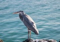 Galapagos Island Wildlife and Birds Royalty Free Stock Photo