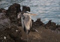 Galapagos Island Wildlife and Birds Royalty Free Stock Photo