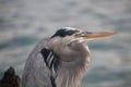 Galapagos Island Wildlife and Birds Royalty Free Stock Photo