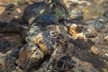 Galapagos Islands - August 24, 2017: Dead Land Iguana in Plaza Sur island, Galapagos Islands, Ecuador Royalty Free Stock Photo